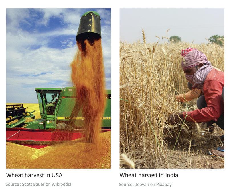 Different technologies used in US and India for producing wheat
