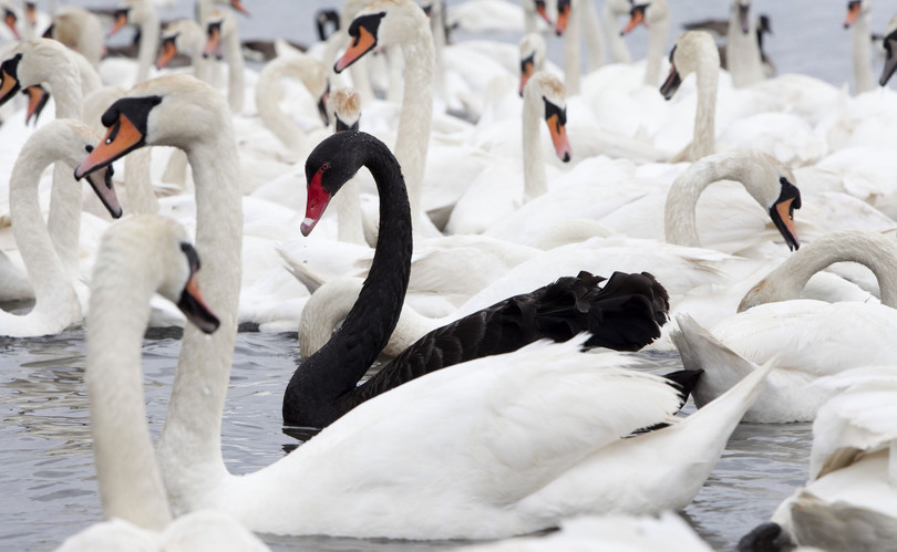 In most of the world black swans were thought not to exist, until 1697, when Europeans first saw them in Australia. The term ‘black swan’ now refers to a possibly cataclysmic event that had previously been thought to be impossible.