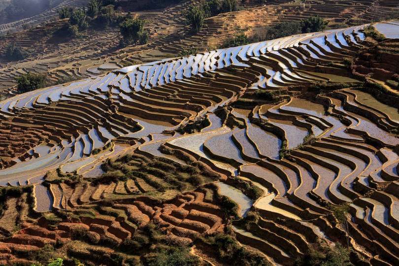 Irrigated rice terrace fields in Yuanyang County, Yunnan Province, China.
