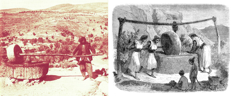 用于生产橄榄油的劳动密集型技术。