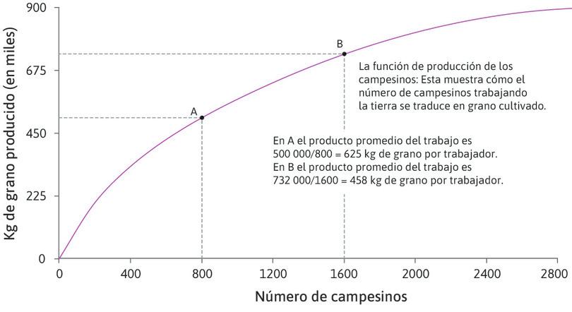 La productividad media decrece
: En el punto A, la productividad media del trabajo es 500 000 ÷ 800 = 625 kg de grano por agricultor. En el punto B, la productividad media del trabajo es de 732 000 ÷ 1600 = 458 kg de grano por trabajador.
