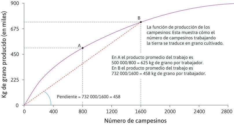 La pendiente del rayo es la productividad media
: La pendiente del rayo que va desde el origen al punto B en la función de producción muestra la productividad media del trabajo en el punto B. La pendiente es 458, lo que significa que la productividad media es de 458 kg por agricultor cuando 1600 agricultores trabajan la tierra.
