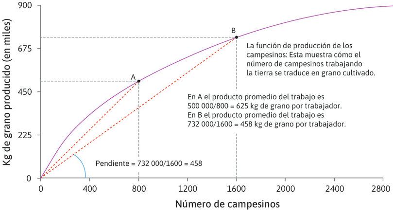 La función de producción de un agricultor: productividad marginal decreciente del trabajo.

