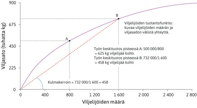 Keskituotos on puolisuoran kulmakerroin
: Työn keskituotos pisteessä B on sama kuin origon kautta pisteeseen B kulkevan puolisuoran kulmakerroin, tässä tapauksessa 458. Toisin sanoen jos viljelijöitä on 1 600, heidän keskituotoksensa on 458 kg viljaa.
