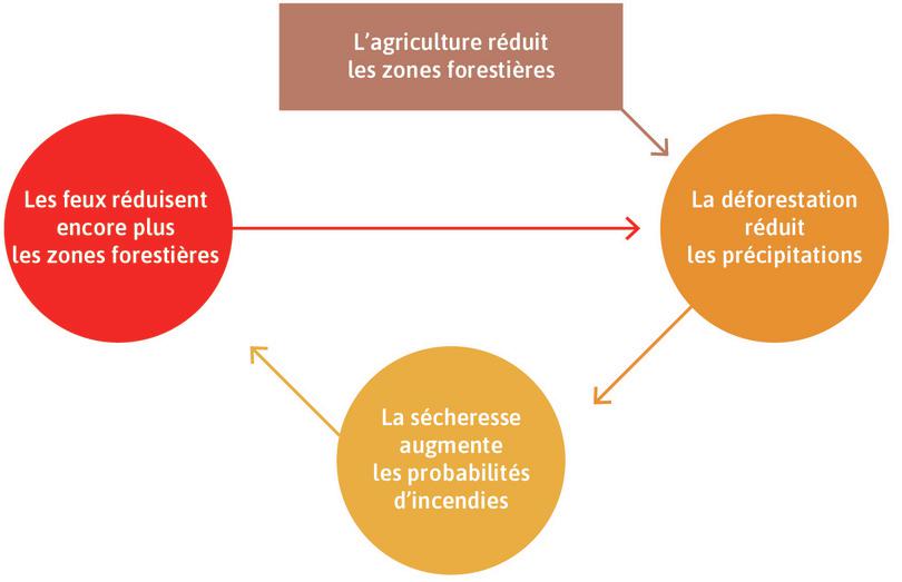 Processus de rétroaction positive et déforestation en Amazonie
