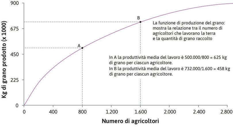 Il prodotto medio diminuisce
: In A la produttività media del lavoro è 500.000 ÷ 800 = 625 kg  di grano per agricoltore. In B la produttività media del lavoro è 732.000 ÷ 1.600 = 458 kg di grano per agricoltore.
