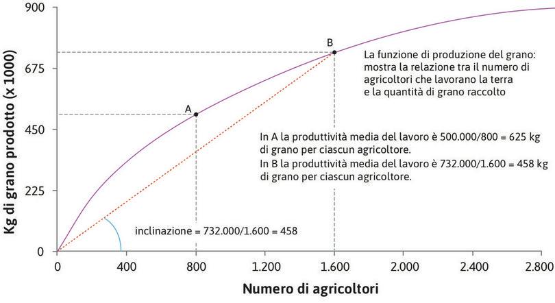 L’inclinazione del raggio indica la produttività media
: L’inclinazione del raggio uscente dall’origine passante per il punto B sulla funzione di produzione mostra la produzione media nel punto B. L’inclinazione è 458, corrispondente ai 458 kg per agricoltore quando il numero di agricoltori che lavorano la terra è 1.600.
