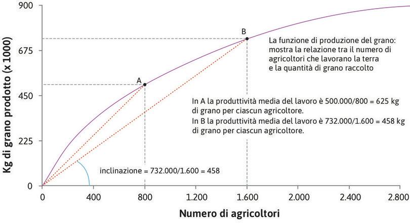 La funzione di produzione del grano: produttività media del lavoro decrescente.
